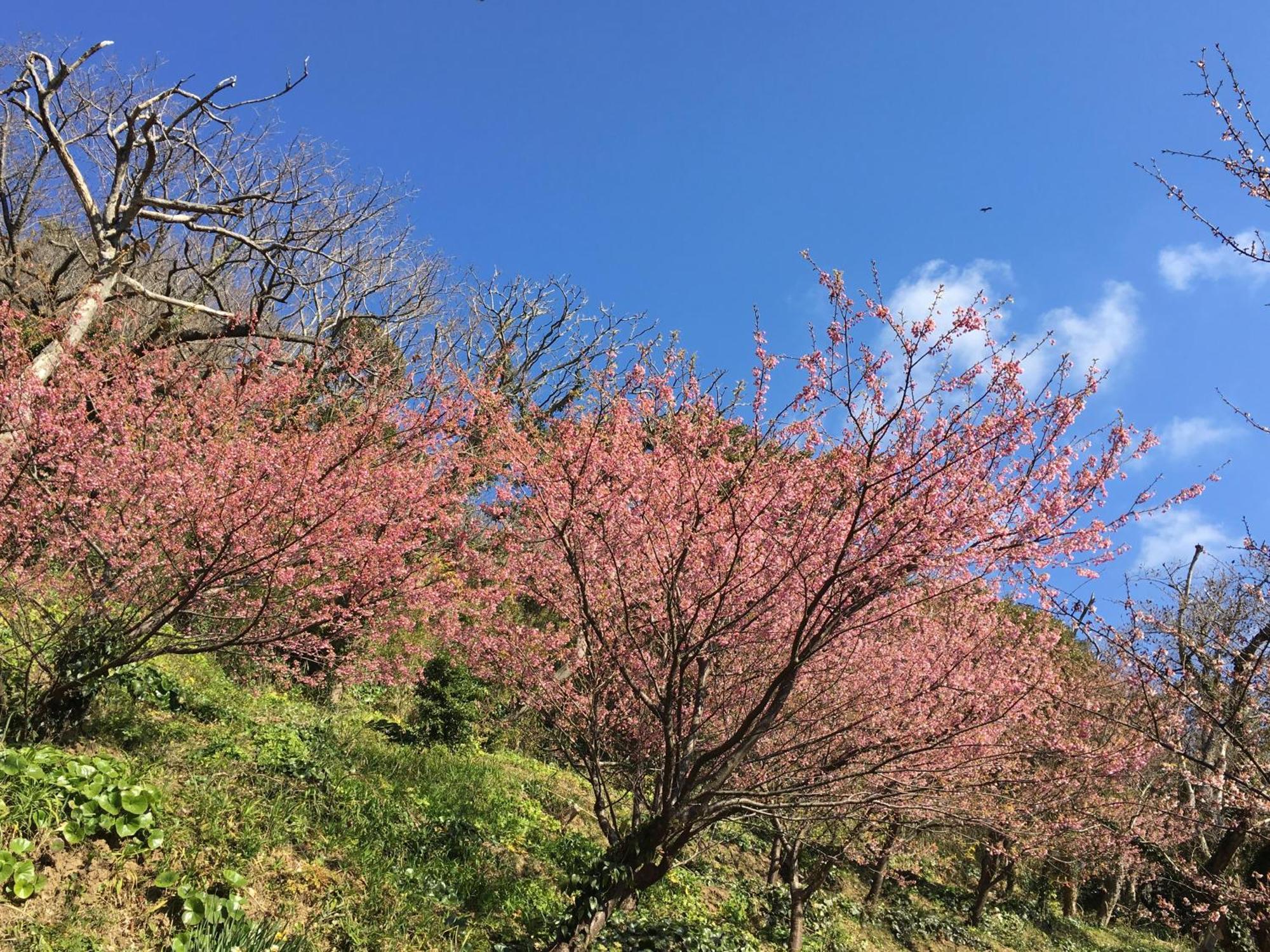 Dogashima Onsen Hotel Nishiizu Buitenkant foto